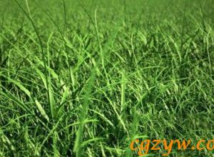 C4D草丛绘制插件 C4DZone Grass Painter 2.0 for Cinema4D R13-R16
