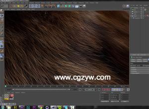 C4D动物毛发教程 Create Realistic Animal Fur