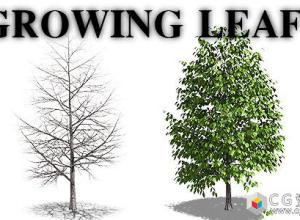 视频素材-树木树叶生长动画+透明通道 Growing Leaf 免费下载