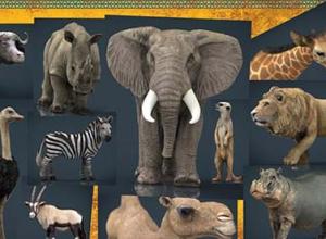 非洲野生动物3D模型 Cubebrush – Wild Africa Pack (MAX/FBX/MB/OBJ格式)