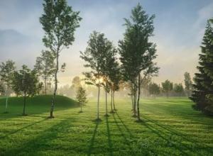 54个3D树木模型Evermotion Archmodels Vol. 176 – Trees