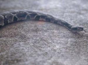 蛇爬行动画Octane渲染C4D教程(含工程)+中/英文字幕