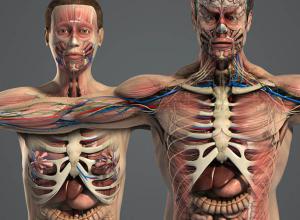 男女人体器官肌肉骨骼内脏精细解剖3D模型(C4D/Max/Maya)