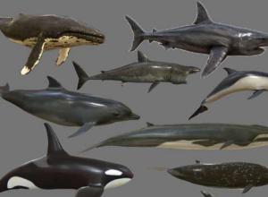 鲨鱼鲸鱼海豚3D模型 CGTrader – Big Fish Collection Low poly – Animated Low-poly 3D model