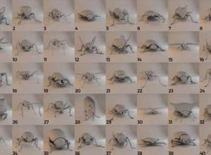 三维蜜蜂甲虫昆虫3D模型 CGTrader – Insects and Beetles Pack