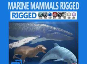 海豚海豹鲸鱼3D模型 CGTrader – Pack – Marine Mammals 3D model