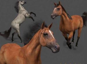 马3D模型 CGTrader – Ultimate Horse Collection – 3d model