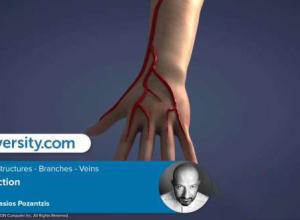 静脉分支生长动画C4D教程 Cineversity – Growing Structures – Branches and Veins In Cinema 4D