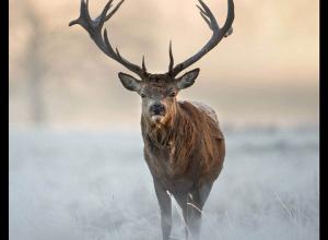 雄鹿咆哮喊叫无损音效