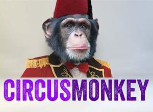 3D空间文字运动排版MG动画AE脚本 CircusMonkey V1.12 + 使用教程