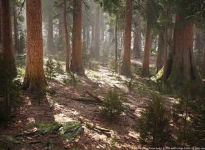 UE4红木岩石森林模型合集 Redwood Forest Collection