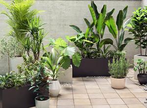 高品质3D盆栽植物模型 Plant Models Vol. 19