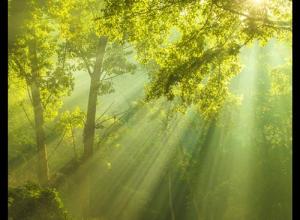 湖泊草地森林湿地虫鸣鸟叫环境无损音效