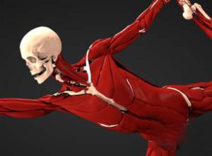 Maya医学人体肌肉骨骼模拟插件 Ziva Dynamics Ziva VFX v2.1 Win破解版