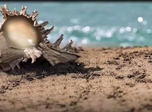 无插件制作真实海贝壳沙子外部场景C4D教程