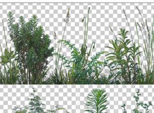 77组植物杂草PNG格式高清图片合集