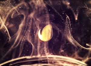 AE模板-时尚闪光金色粒子流动标题logo动画开场