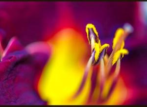 图片调节软件 Topaz Studio v2.3.2 Win/Mac破解版