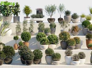 20组逼真装饰观赏盆栽植物3D模型合集