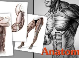 PROKO-艺术家数字绘画人体解剖学-3件装(躯干/手臂/腿)