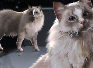 Houdini动物生物毛发皮草完整制作视频教程