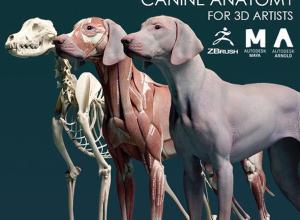 犬类动物皮肤肌肉骨骼解剖学高精度3D模型