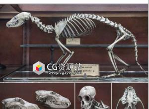 各种动物头骨和骨头参考图片素材