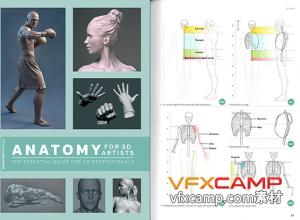 3D艺术家人体解剖学男性女性雕刻指南PDF