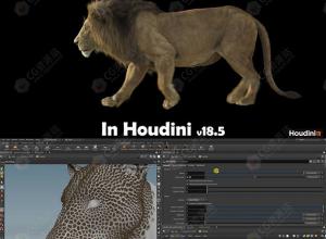 Houdini逼真狮子皮毛毛发制作视频教程