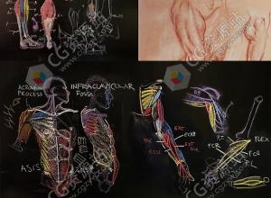 Rey Bustos人体解剖学肌肉结构绘画视频课程三套