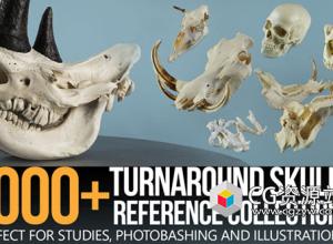 1006张头骨高清参考图片包(第 II 部分)