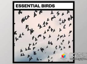 27个鸟类鸣叫飞行拍打翅膀无损音效 Essential Birds
