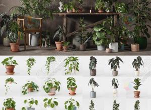 48组室内盆栽植物3D模型 Interior Plants Pack 01