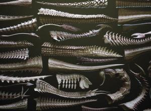 ZBrush 33种生物怪物尾部模型曲线笔刷预设 TAILS - 33 Tail Meshes & Curve Brushes