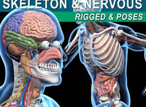 人体肌肉骨骼绑定3D模型 C4D/MAX/Blender格式