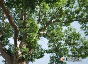 Blender插件-模拟树木自然生长动画预设插件 The Grove v1.1 + Full Twigs Library