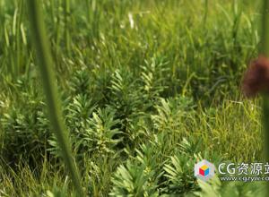 3DS MAX植物草地3D模型 NM-Lab System GR01-10