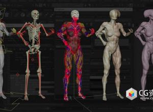 Ziva插件肌肉绑定动画Maya教程第二套+中英文字幕