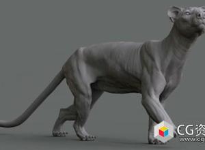 ZBrush Maya+Mari动物解剖学长尾灵猫四足动物建模教程+中文字幕