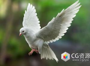 鸽子完整肌肉系统绑定3D模型 FBX/OBJ/MAYA格式