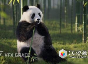 Blender/OBJ熊猫动画3D模型 Panda Animation