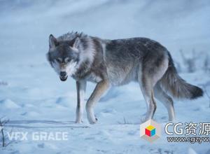Blender野狼绑定动画3D模型 Wolf Animation – VFX Grace
