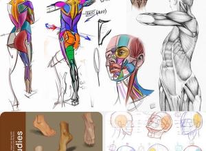 人体结构形态解剖学绘画视频教程+中英文字幕