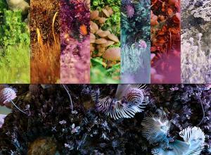 Blender奇幻微观苔藓场景模型生成器资产预设库 Mossify + 中文字幕教程
