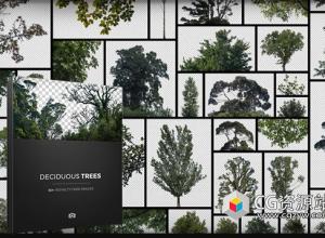 81组落叶乔木树木背景插图PNG图片素材含透明层 Photobash Deciduous Trees PNG