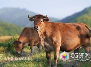 Blender黄牛动画高品质3D模型 Cattle Cow Animation