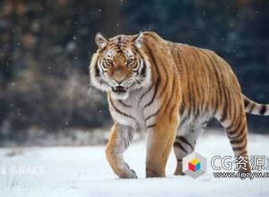 Blender西伯利亚老虎3D动画模型 Siberian Tiger Animation