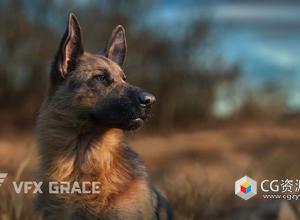Blender逼真德牧犬绑定动画3D模型 German Shepherd Animation