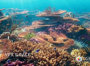 Blender珊瑚3D模型资产Corals Collection -Vfx Grace