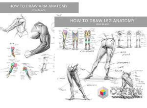 PS腿部和手臂解剖绘画视频教程+笔刷+中文字幕 Gumroad - Josh H Black - Legs and Arms Anatomy Bundle